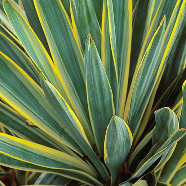 Variegated Yucca - Nature Hills Nursery - #1 Container 2 Pack - 