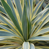 Variegated Yucca - Nature Hills Nursery - #1 Container 2 Pack - 
