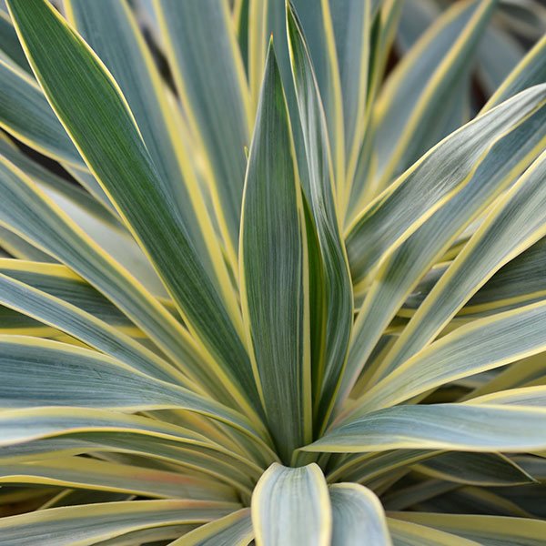 Variegated Yucca - Nature Hills Nursery - #1 Container 2 Pack - 