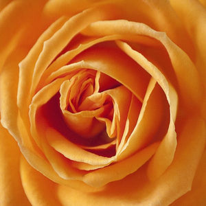 Close-up of orange rosa flowers on Vavoom™ Floribunda Rose Bush.