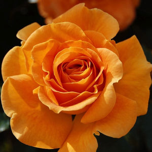 Vavoom™ Floribunda Rose Bush (Rosa 'WEKjutono'), a shrub featuring orange flowers and deciduous.