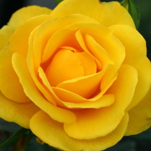 Veranda® Sunbeam™ Floribunda Rose - Rose - Nature Hills Nursery - 2 Container - 
