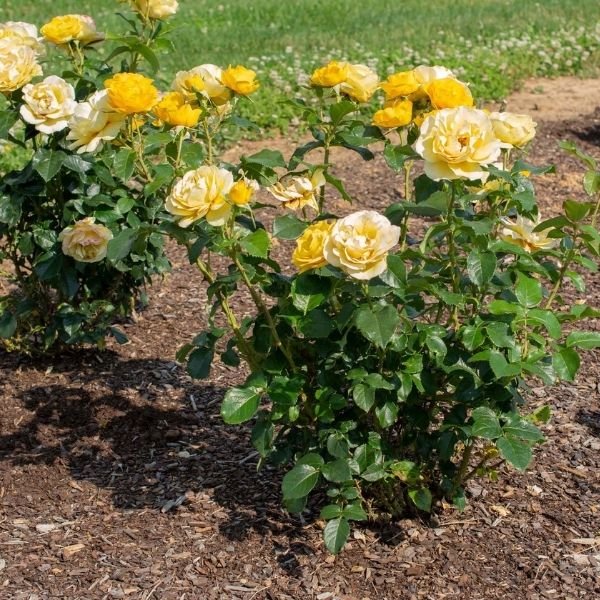 Veranda® Sunbeam™ Floribunda Rose - Rose - Nature Hills Nursery - 2 Container - 