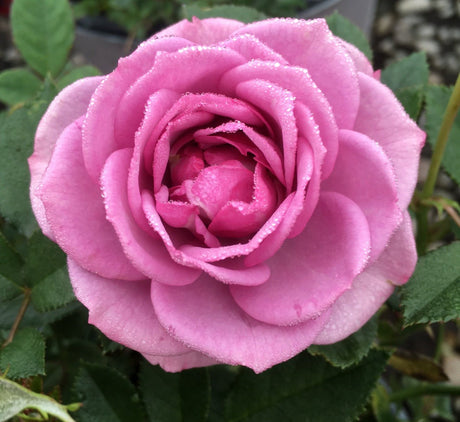 Veranda&reg; Lavender Floribunda Rose - Nature Hills Nursery - #2 Container - 