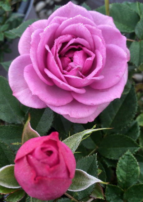 Veranda&reg; Lavender Floribunda Rose - Nature Hills Nursery - #2 Container - 