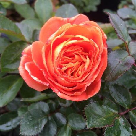 Veranda&reg; Mango&trade; Floribunda Rose - Nature Hills Nursery - #2 Container - 