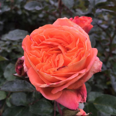 Veranda&reg; Mango&trade; Floribunda Rose - Nature Hills Nursery - #2 Container - 