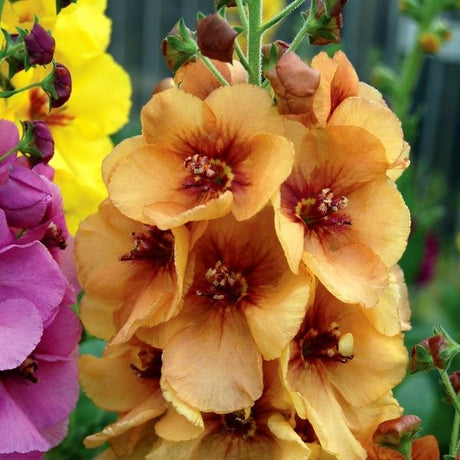 Verbascum Honey Dijon - Nature Hills Nursery - #1 Container - 