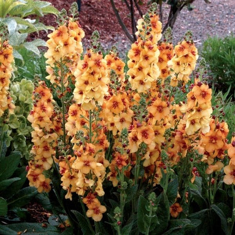 Verbascum Honey Dijon - Nature Hills Nursery - #1 Container - 