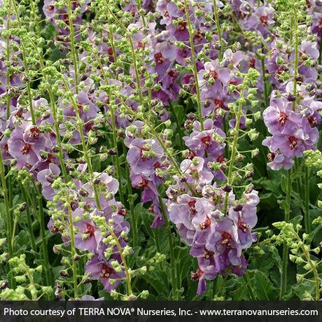 Verbascum Plum Smokey - Nature Hills Nursery - #1 Container - 