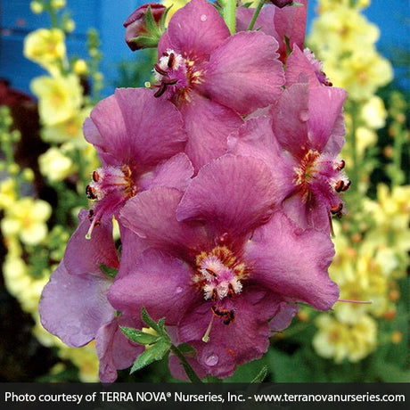 Verbascum Plum Smokey - Nature Hills Nursery - #1 Container - 