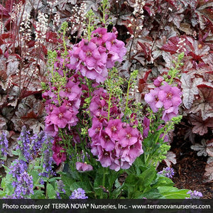 Verbascum Plum Smokey - Nature Hills Nursery - #1 Container - 