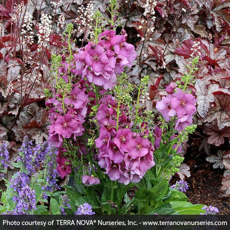 Verbascum Plum Smokey - Nature Hills Nursery - #1 Container - 