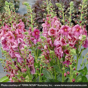 Verbascum Plum Smokey - Nature Hills Nursery - #1 Container - 