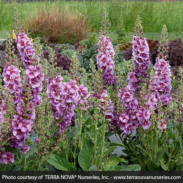 Verbascum Sugar Plum - Nature Hills Nursery - #1 Container - 