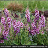 Verbascum Sugar Plum - Nature Hills Nursery - #1 Container - 