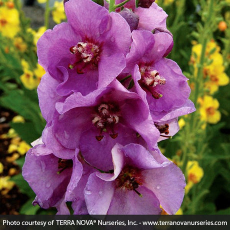 Verbascum Sugar Plum - Nature Hills Nursery - #1 Container - 