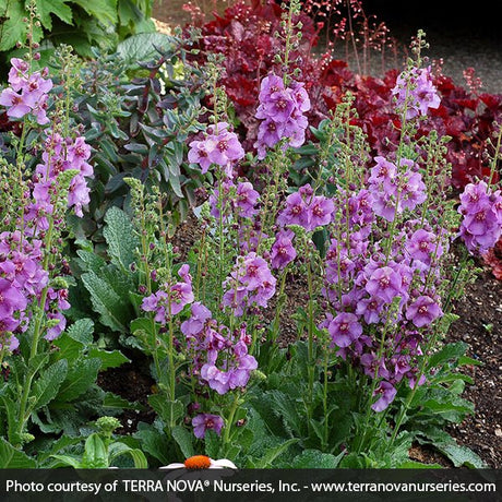 Verbascum Sugar Plum - Nature Hills Nursery - #1 Container - 