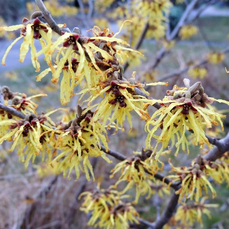 Vernal Witch Hazel - Bush - Nature Hills Nursery - 3 Container 2 - 3 Feet - 