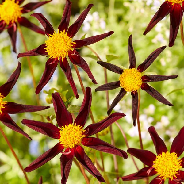 Verrone's Obsidian Dahlia - Nature Hills Nursery - 5 Pack Bulbs - 