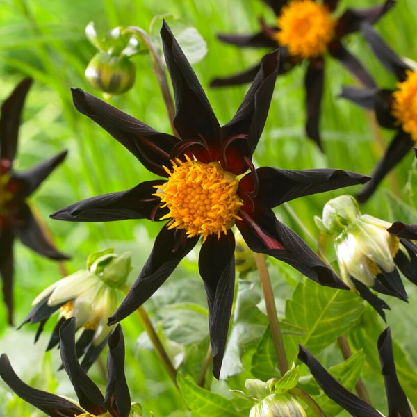 Verrone's Obsidian Dahlia - Nature Hills Nursery - 5 Pack Bulbs - 