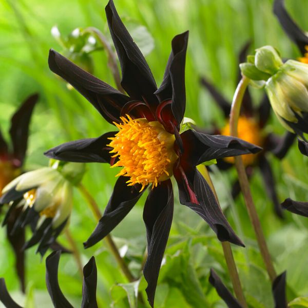 Verrone's Obsidian Dahlia - Nature Hills Nursery - 5 Pack Bulbs - 