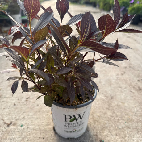 A 'Very Fine Wine' Weigela shrub grows in a white nursery pot,