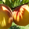 Veteran Peach Tree - Nature Hills Nursery - #3 Container 4 - 5 Feet - 