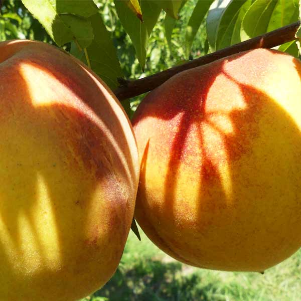 Veteran Peach Tree - Nature Hills Nursery - #3 Container 4 - 5 Feet - 