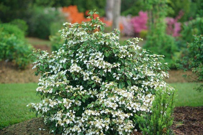Steady Eddy Doublefile Viburnum | Repeat Bloomer