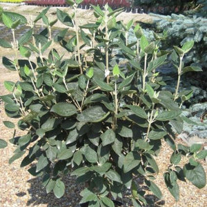 Close-up of yellow, white viburnum flowers on Alleghany Viburnum blooming in early spring to late spring.