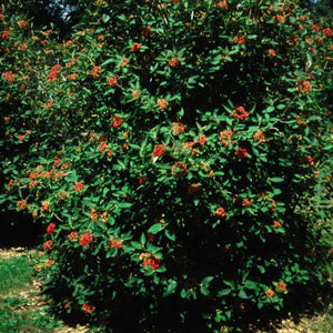 Alleghany Viburnum (Viburnum x rhytidophylloides 'Alleghany'), a shrub featuring yellow, white flowers and deciduous.