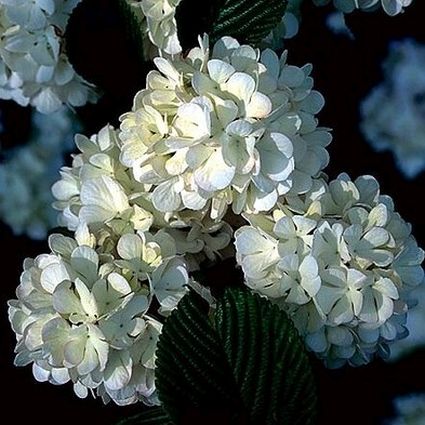 Deciduous foliage of Maries Doublefile Viburnum (Viburnum plicatum 'Mariesii') in a garden setting.