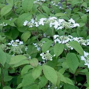 Maries Doublefile Viburnum (Viburnum plicatum 'Mariesii') growing in a garden landscape, showing mature shrub form.