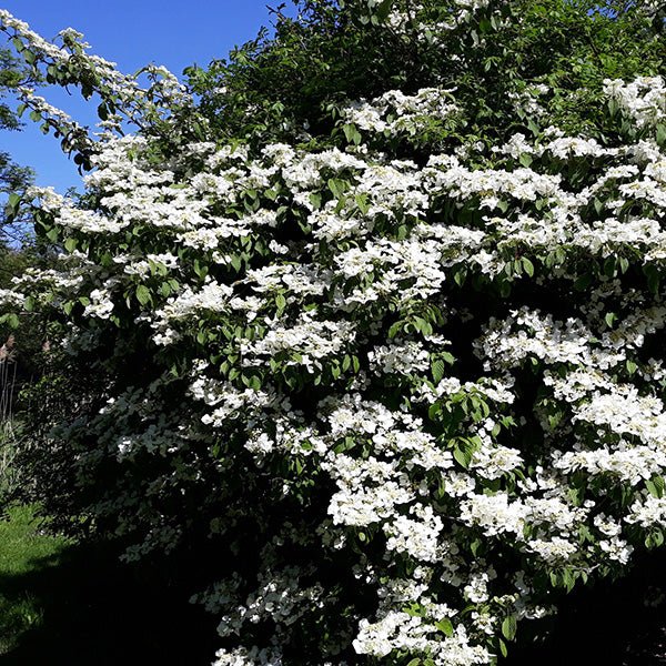 Maries Doublefile Viburnum (Viburnum plicatum 'Mariesii'), a shrub featuring white flowers and deciduous.