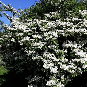 Maries Doublefile Viburnum (Viburnum plicatum 'Mariesii'), a shrub featuring white flowers and deciduous.