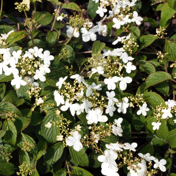 Close-up of white viburnum flowers on Summer Snowflake Viburnum.