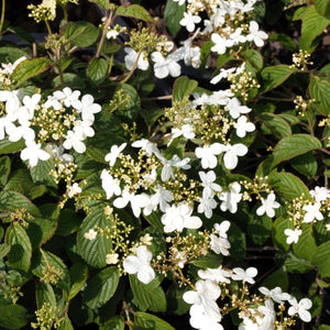 Close-up of white viburnum flowers on Summer Snowflake Viburnum.