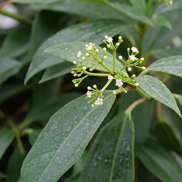 Yin® David Viburnum
