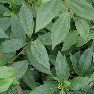Yin® David Viburnum