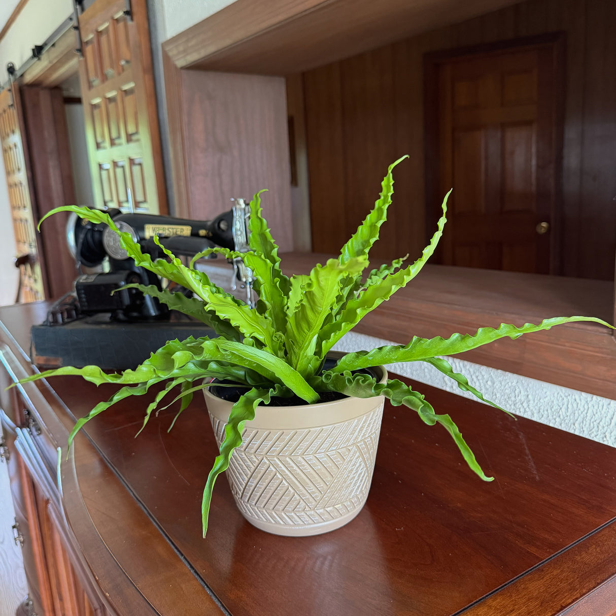 Asplenium Antiquum 'Victoria' Fern in a 6 inch pot, view 2