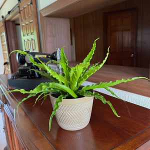 Asplenium Antiquum 'Victoria' Fern in a 6 inch pot, view 2