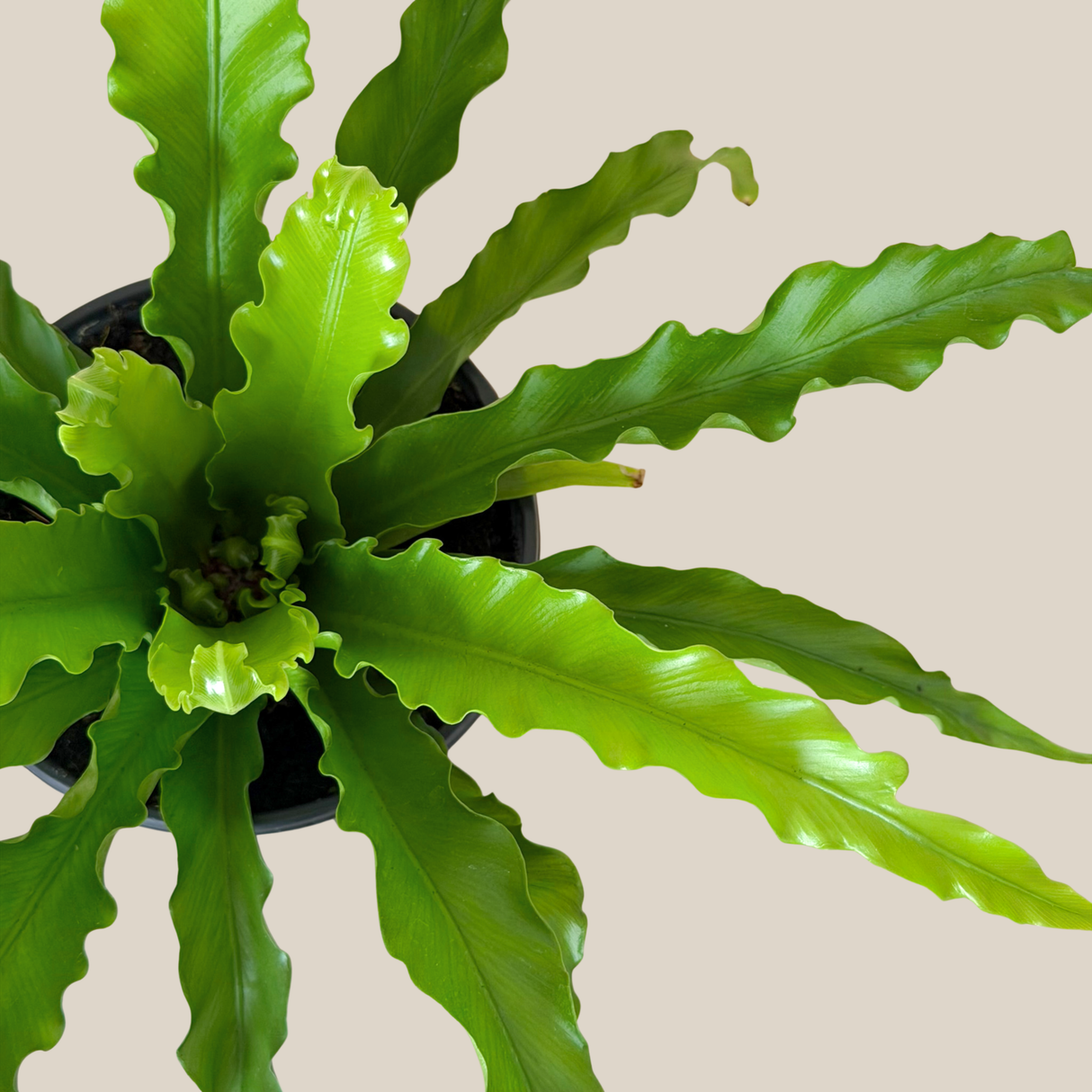 Asplenium Antiquum 'Victoria' Fern in a 6 inch pot, view 3