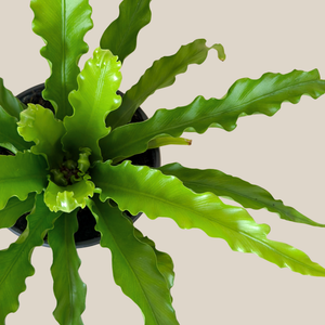 Asplenium Antiquum 'Victoria' Fern in a 6 inch pot, view 3