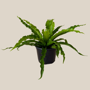 Asplenium Antiquum 'Victoria' Fern in a 6 inch pot, view 4