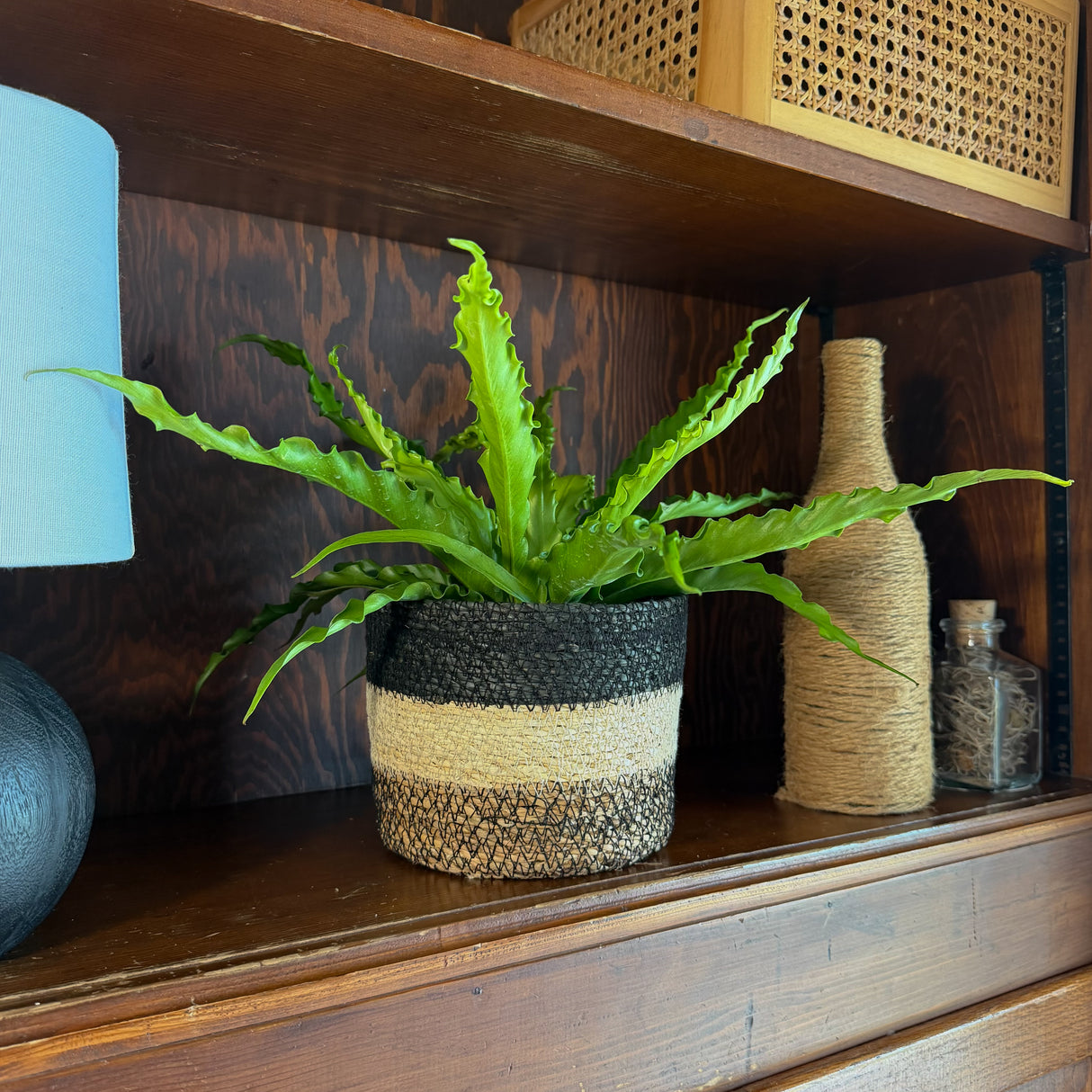 Asplenium Antiquum 'Victoria' Fern in a 6 inch pot