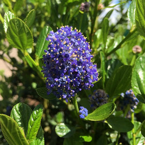 Victoria California Lilac - Nature Hills Nursery - #1 Container - 