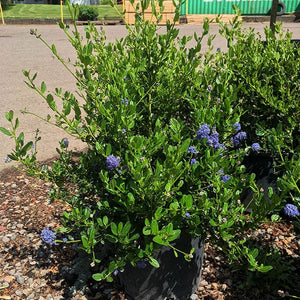 Victoria California Lilac - Nature Hills Nursery - #1 Container - 