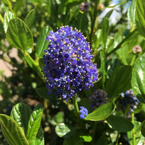 Victoria California Lilac - Bush - Nature Hills Nursery - 1 Container - 