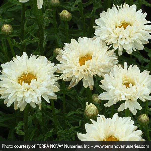 Victorian Secret Shasta Daisy - Nature Hills Nursery - #1 Container - 